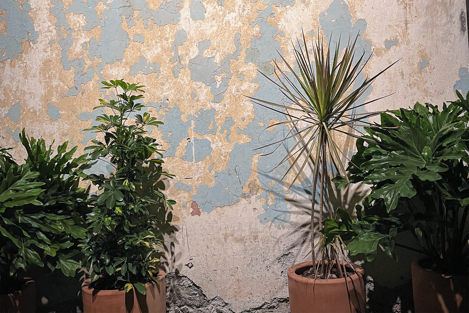 Wall and plants at Bright Moments CDMX